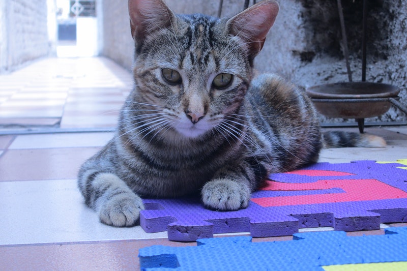 A cat sitting on the rubber floor mat.