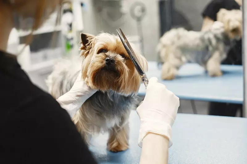 A veterinarian cutting her dog hair