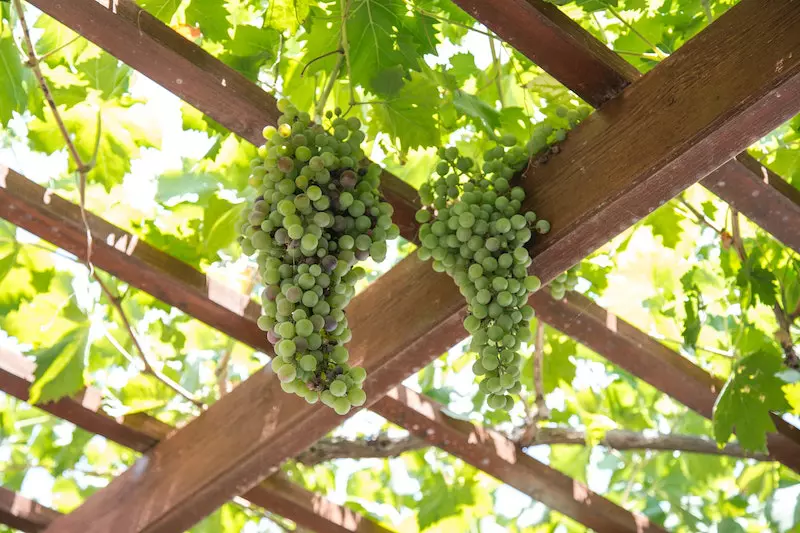 Grapes fruit is shown on the display