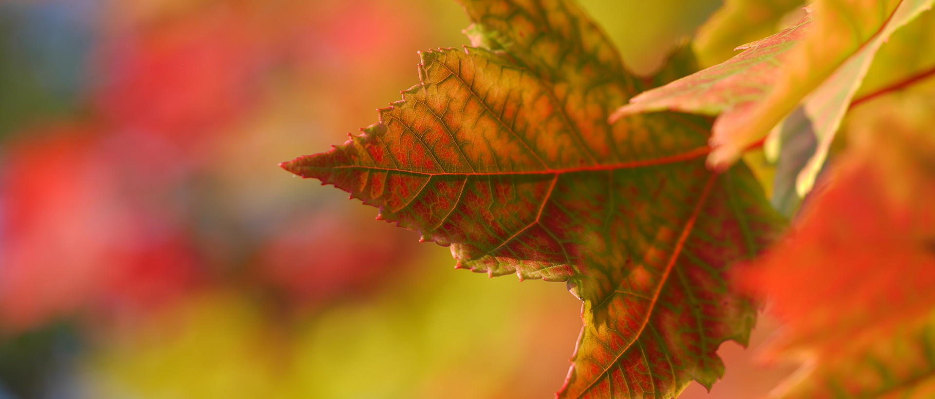 Oakwood Estate Agent