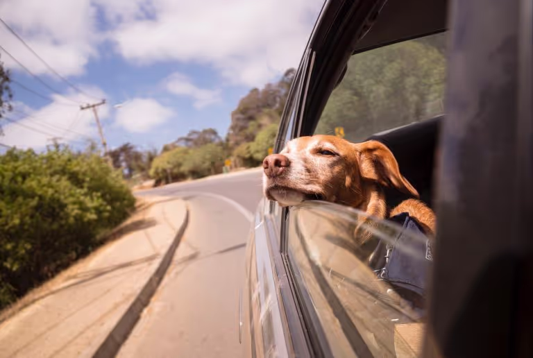 hond mee op vakantie