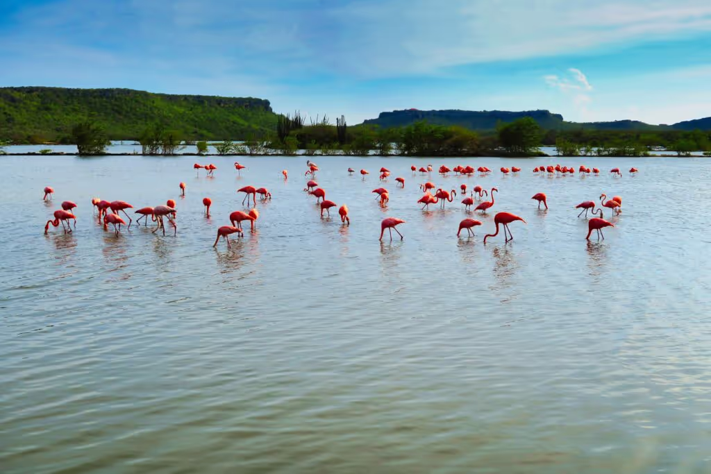flamingos Curaço