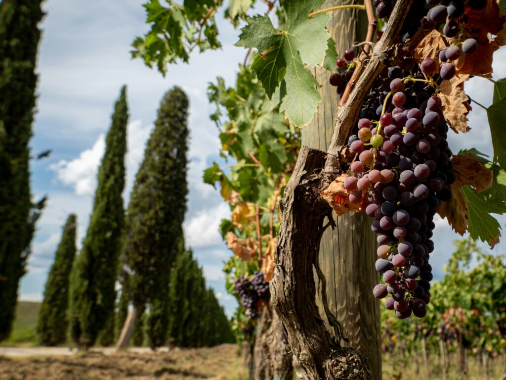 Chianti wijnroute