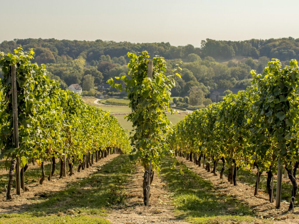 Limburg wijngaarden