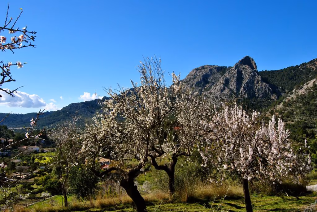 Bunyola Mallorca