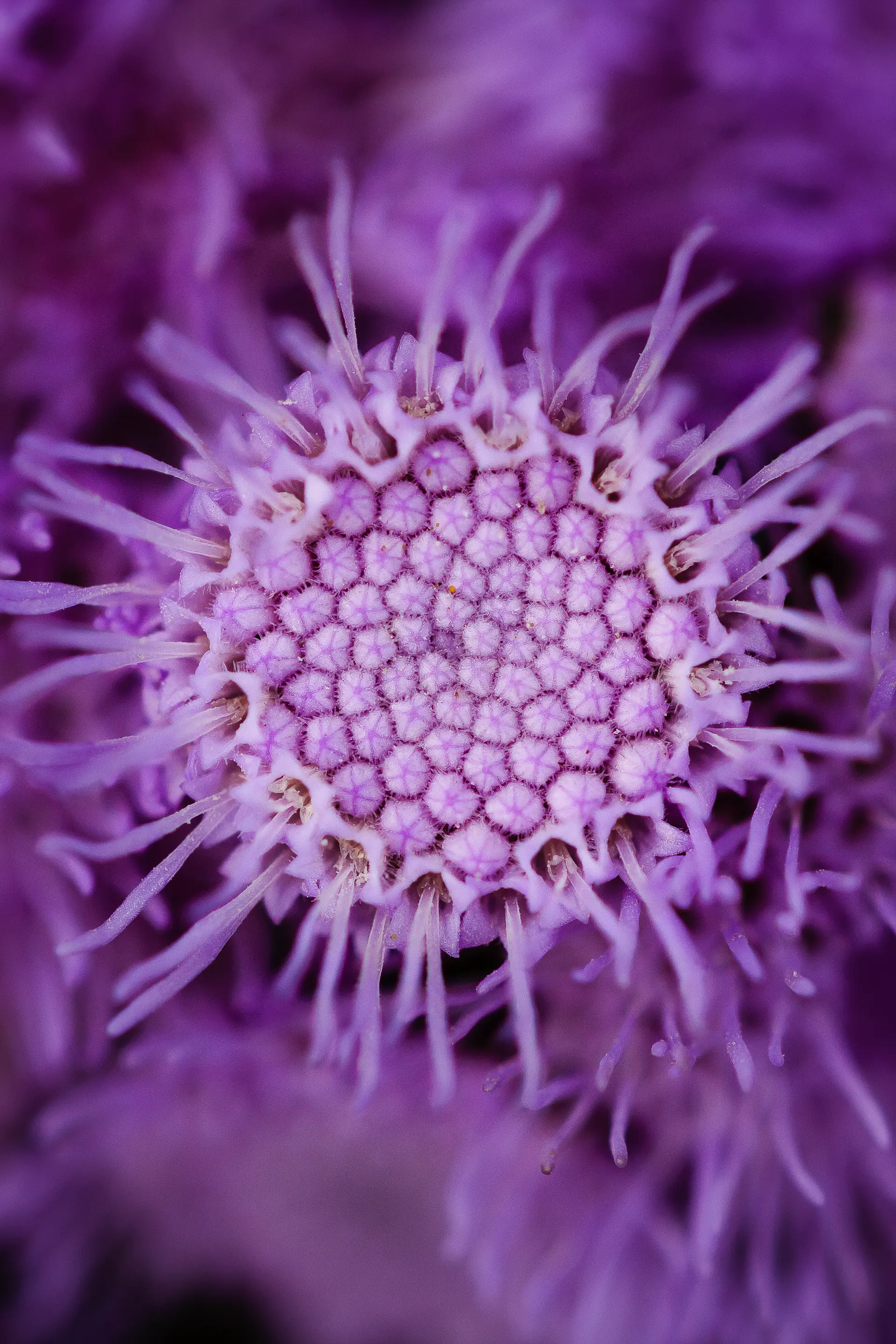 Détail du pistil d'une fleur violette en photo macro
