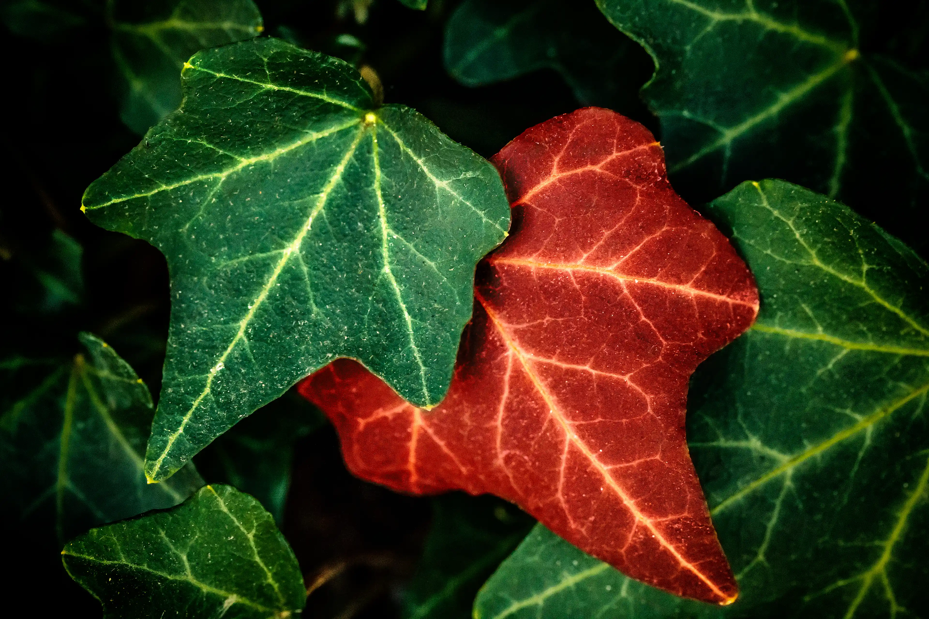 Feuilles dont une verte et une rouge en photo macro