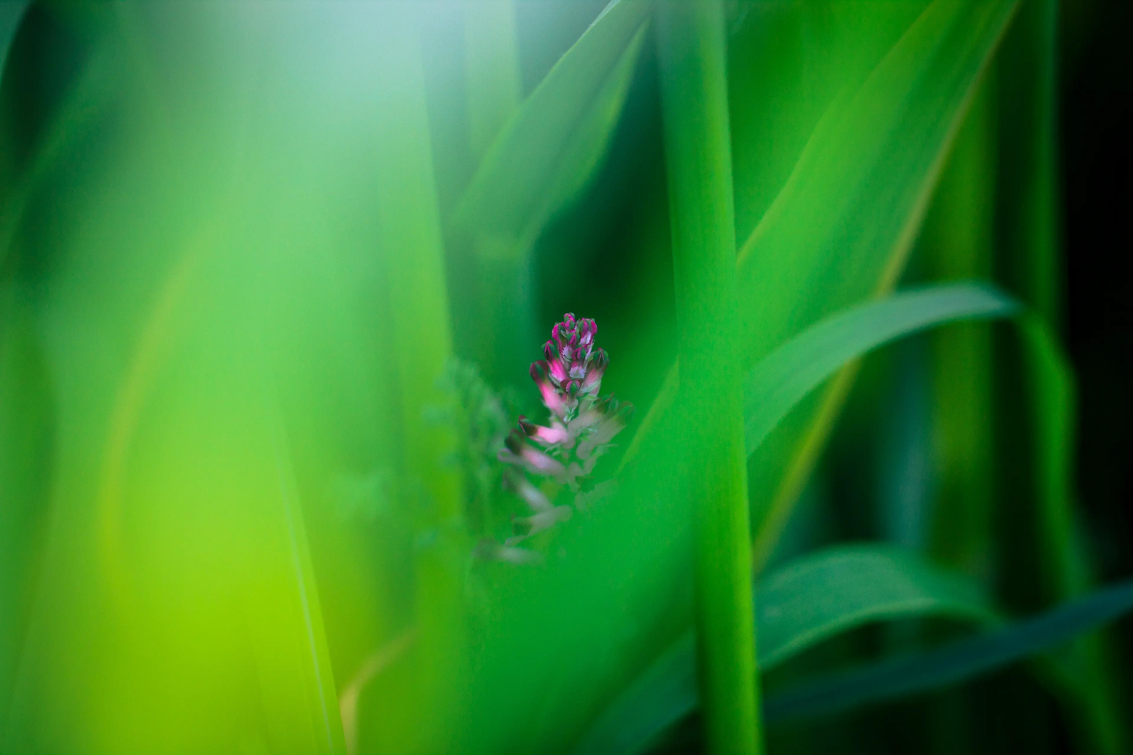 Fleur rose cachée derrière les herbes en photo macro
