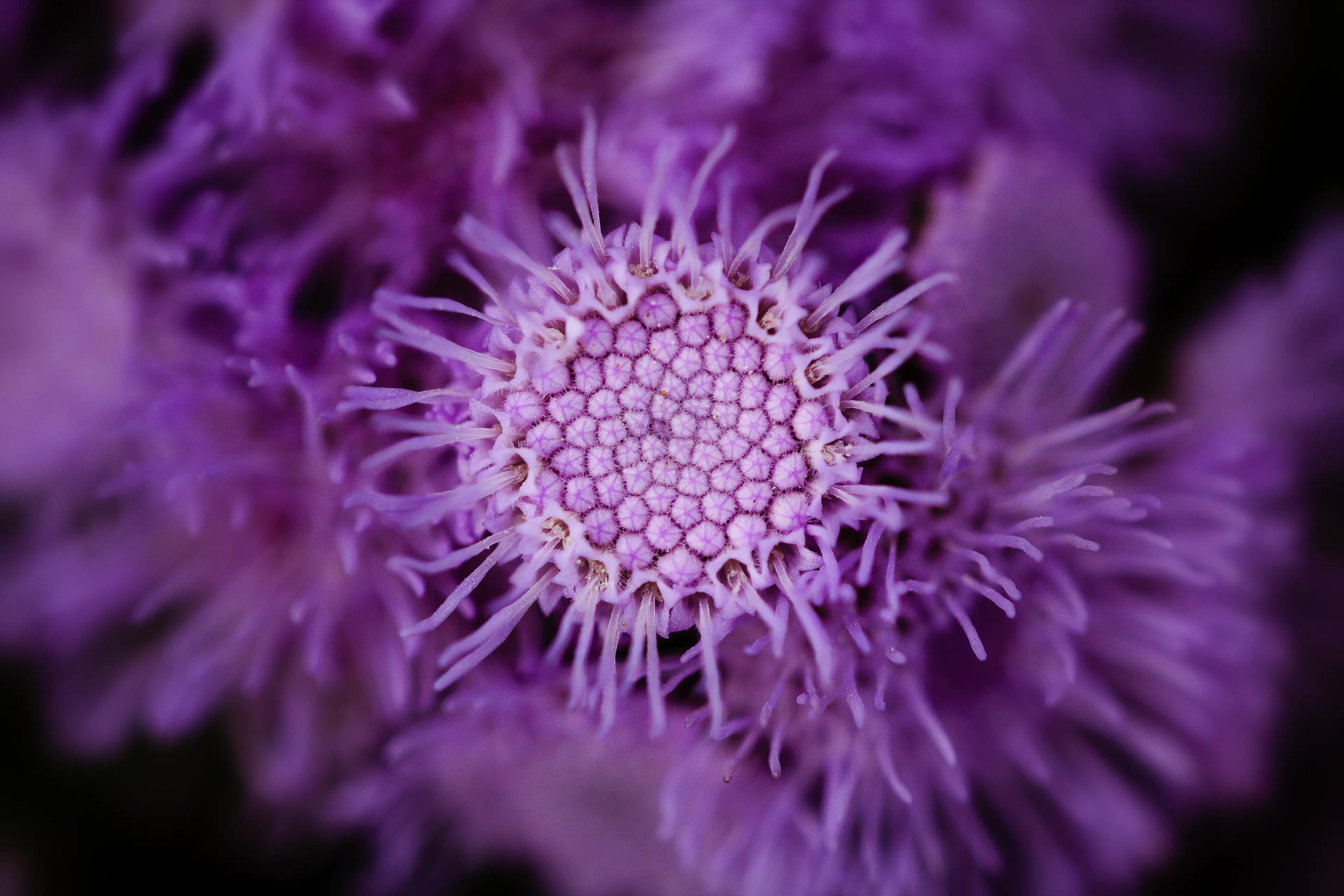 Détail du pistil d'une fleur violette en photo macro