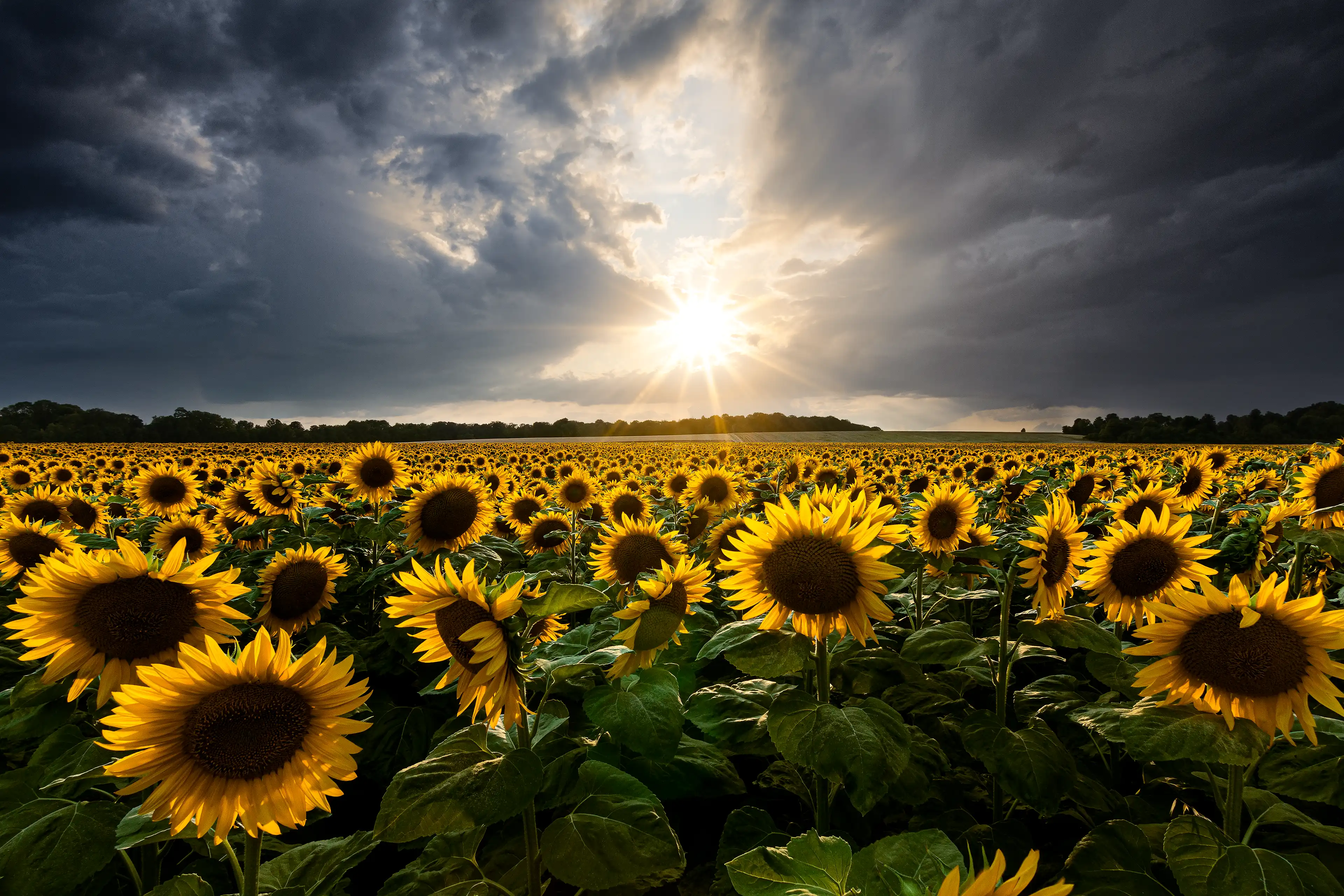 Coucher de soleil avec un ciel chargé de nuages sombres dans un champ de tournesols
