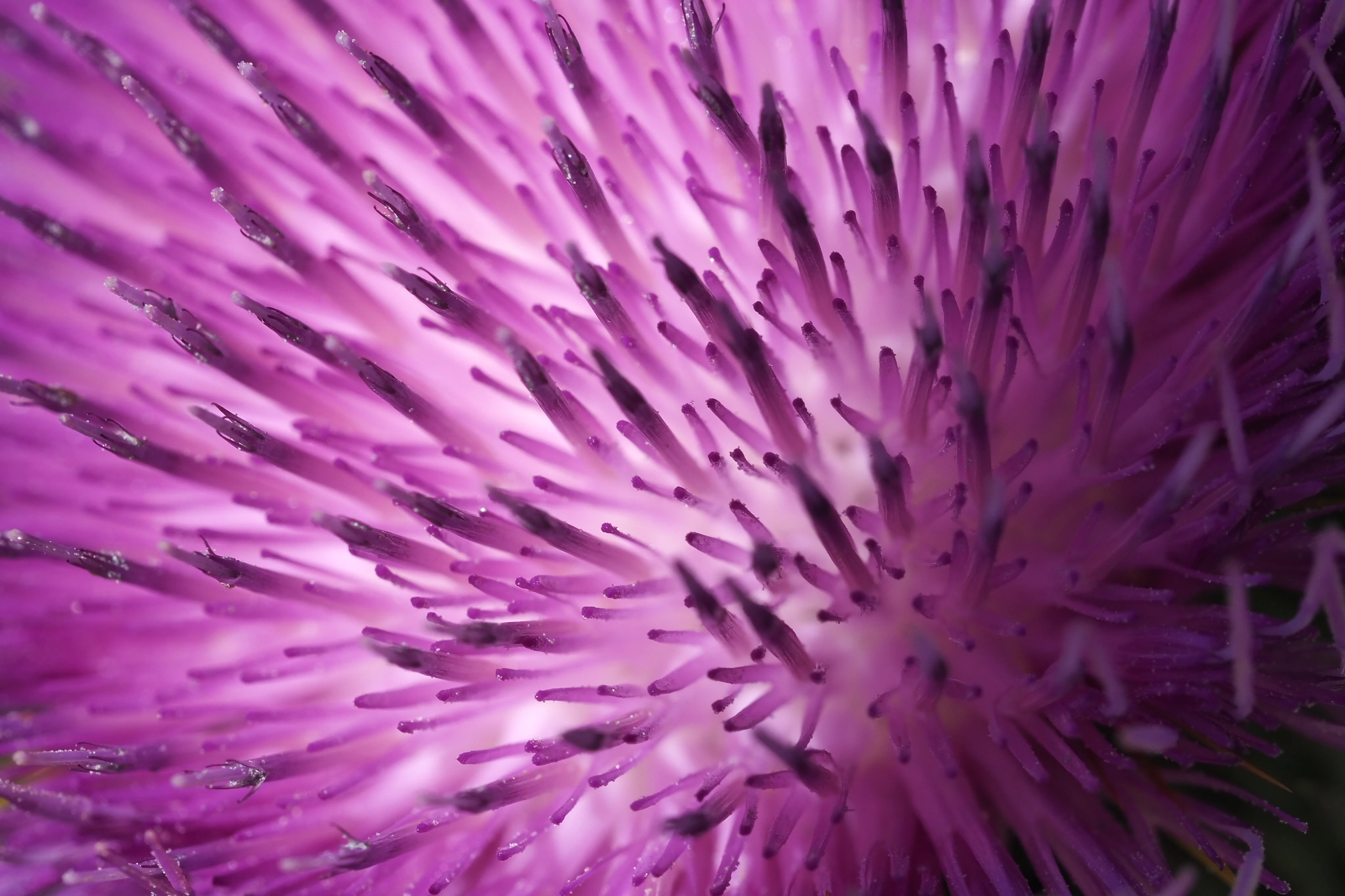 Photo macro d'une fleur violette