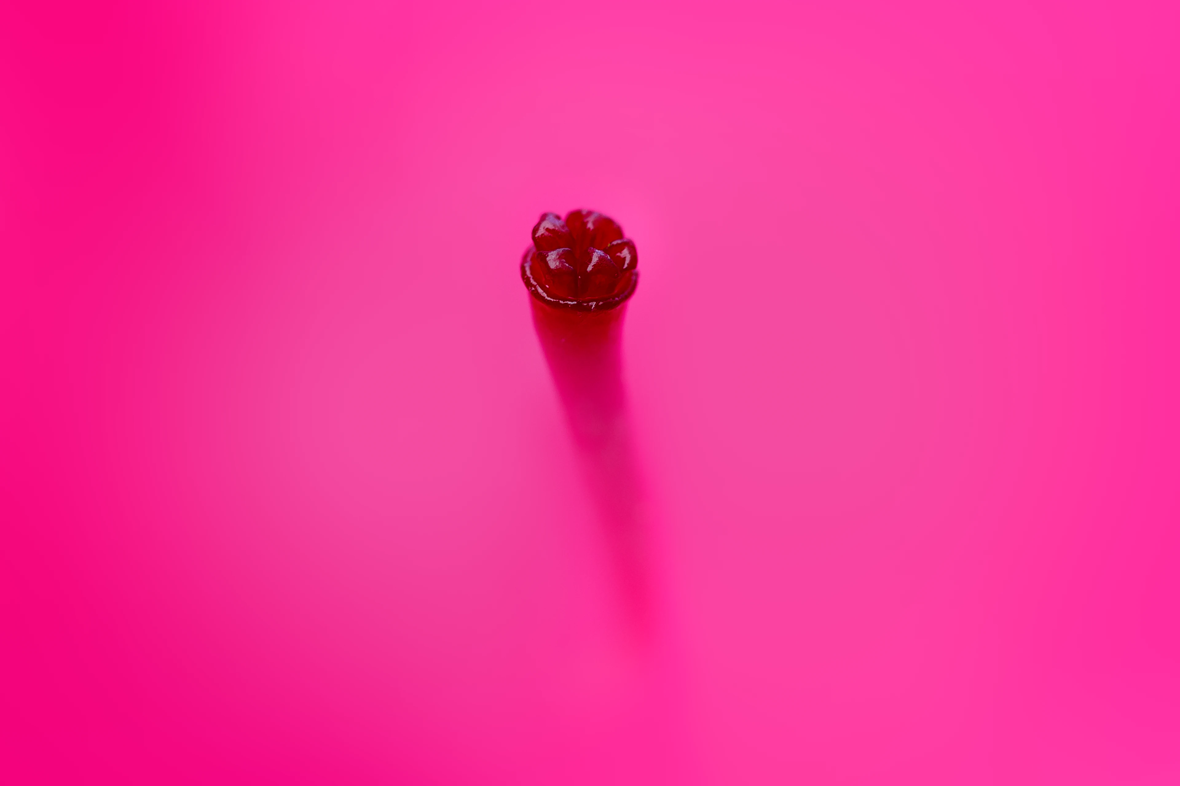 Détail du pistil d'une fleur rose en photo macro