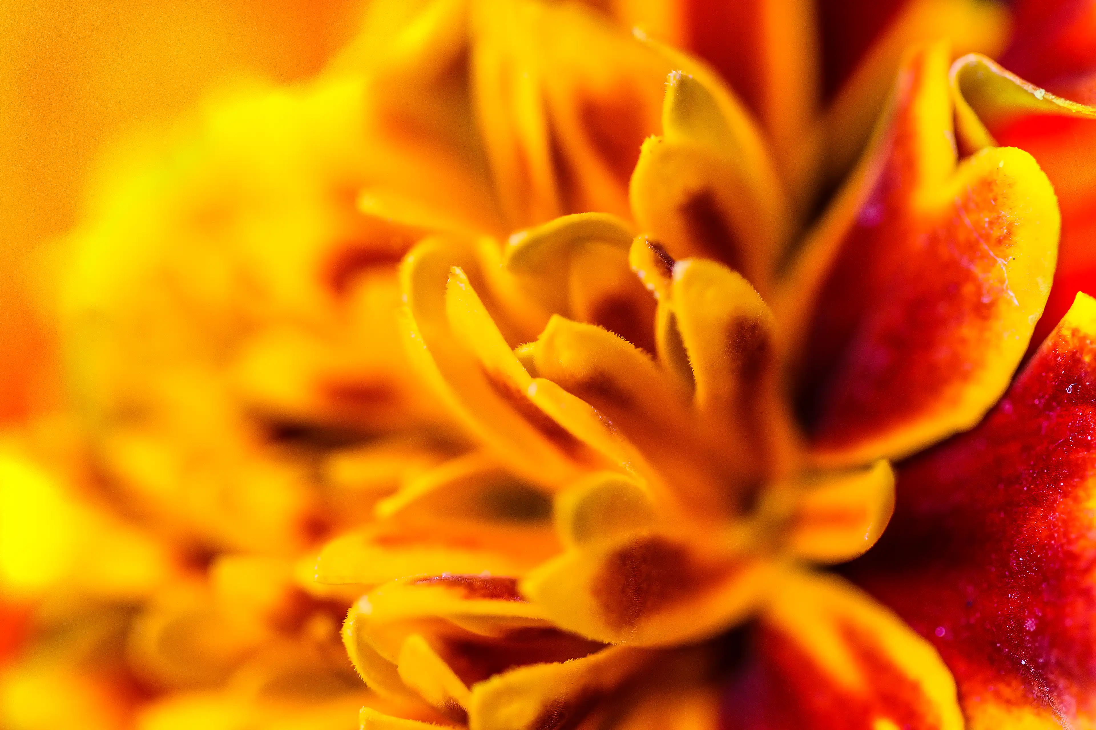 Détails des pétales d'une fleur jaune