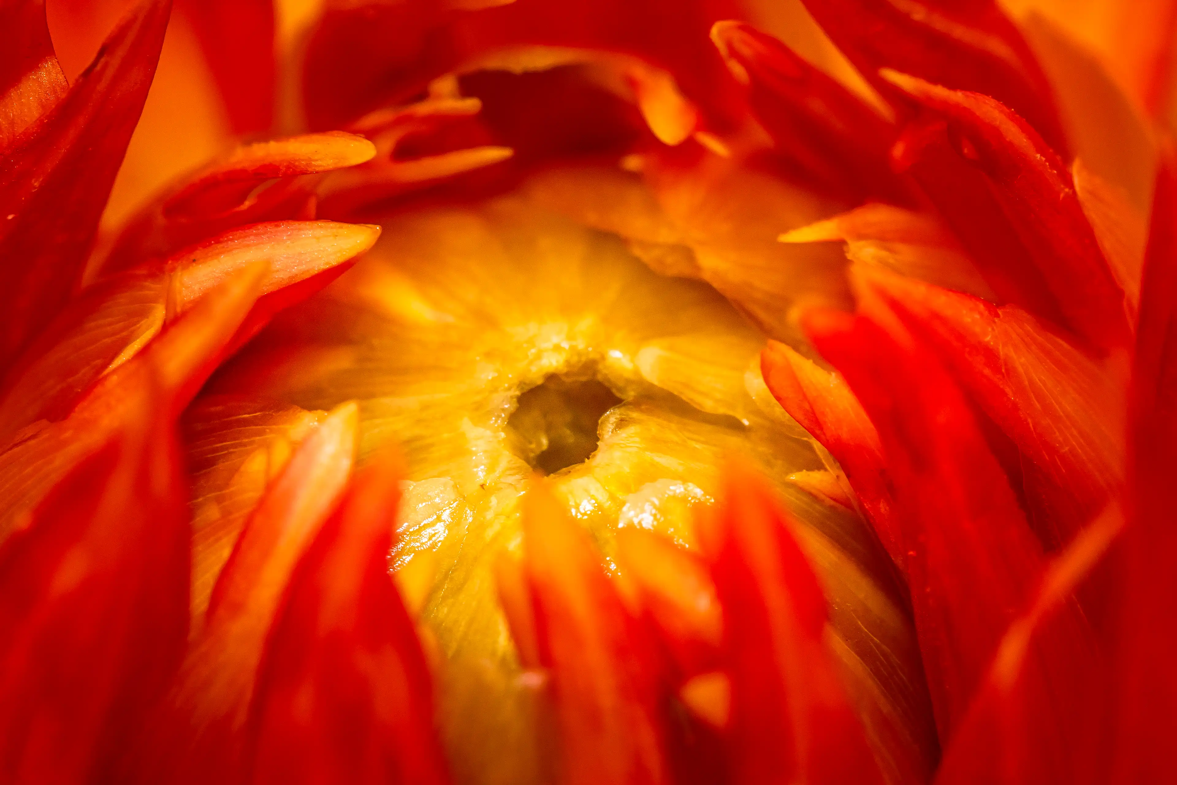 Cœur d'une fleur jaune à pétales rouges en photo macro
