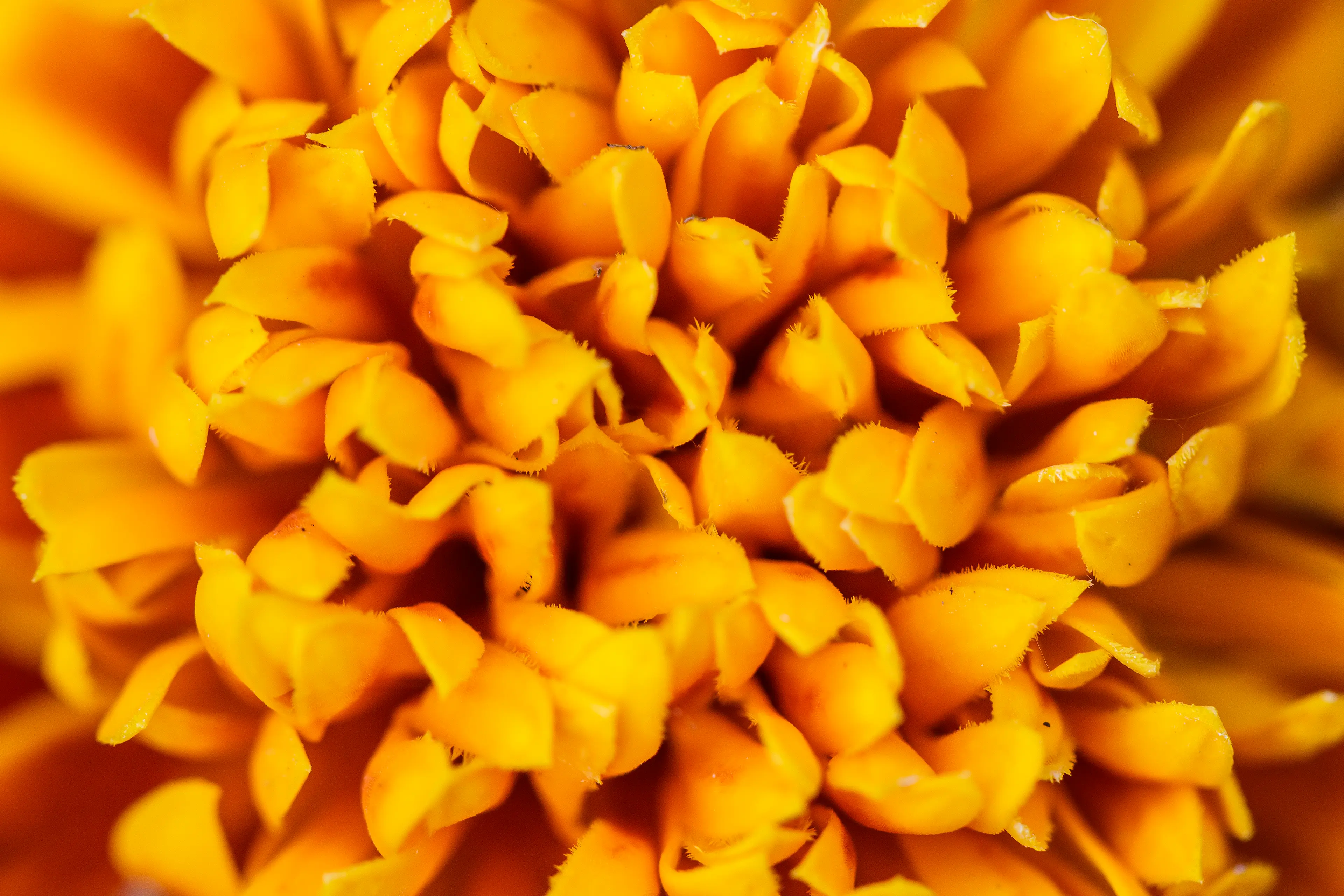 Détail de pétales d'une fleur jaune en photo macro