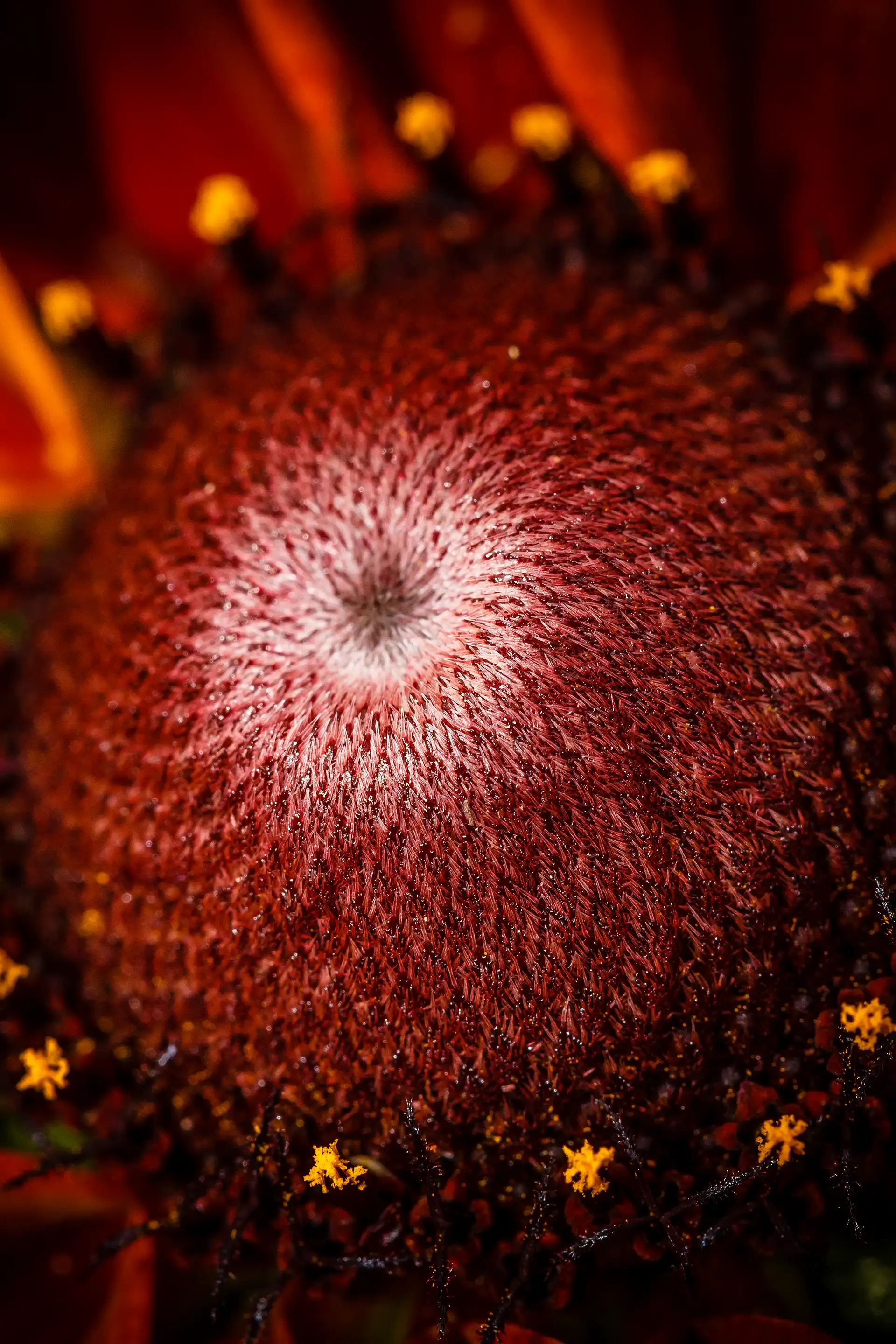 Cœur d'une fleur en photo macro
