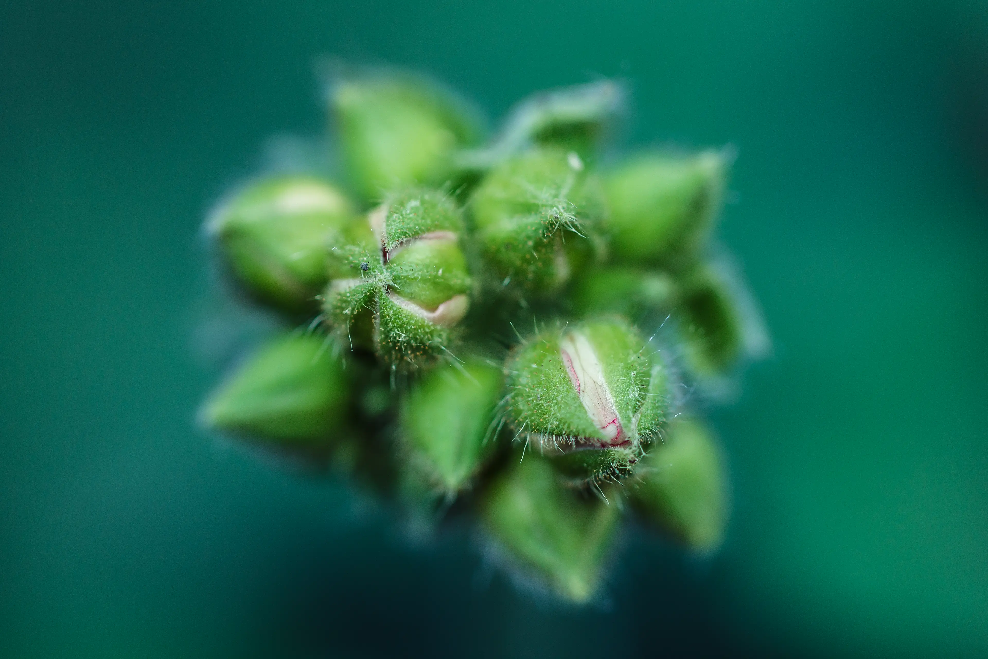 Fleurs sur le point d'éclore en photo macro