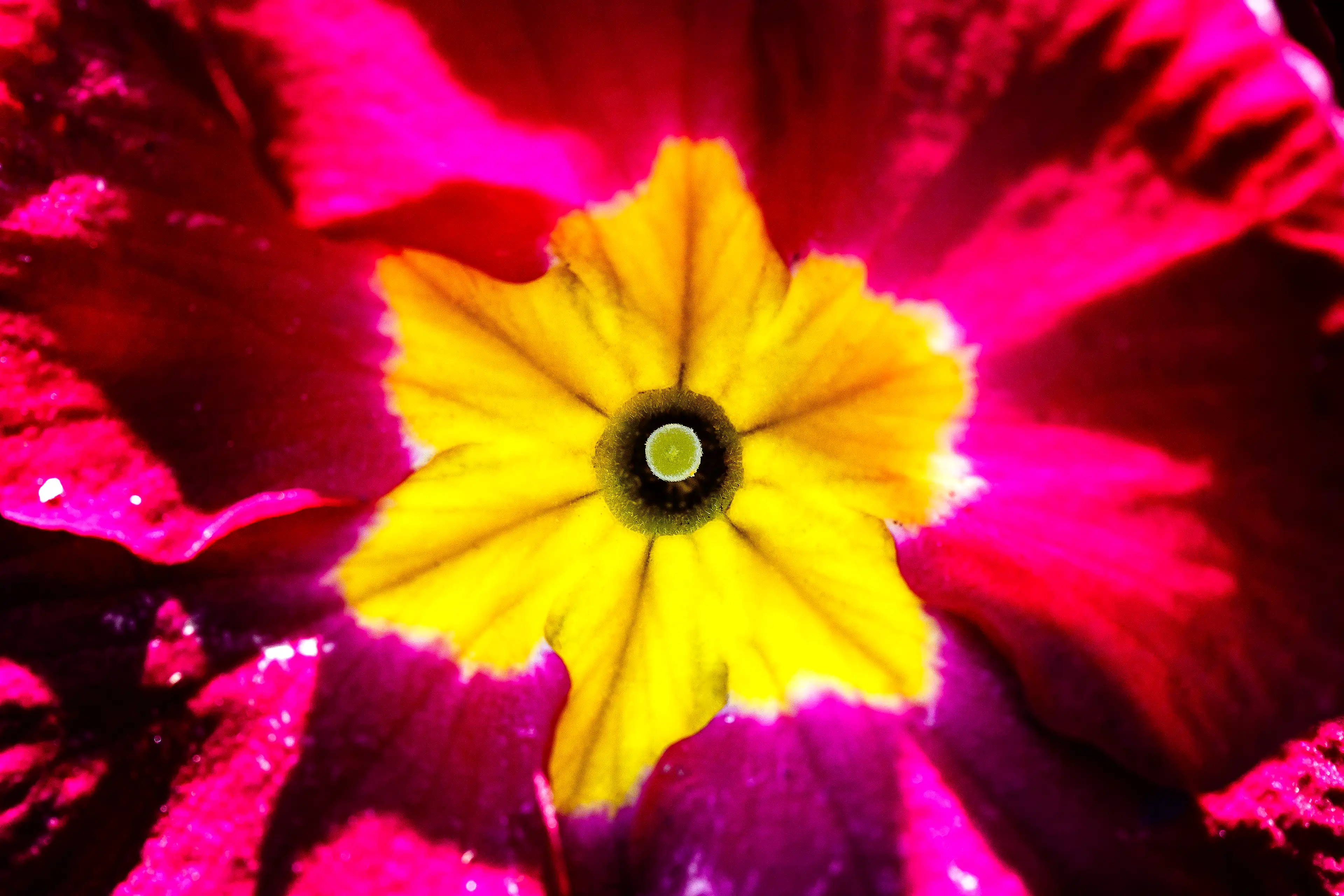Détail du pistil d'une fleur rose et jaune en photo macro