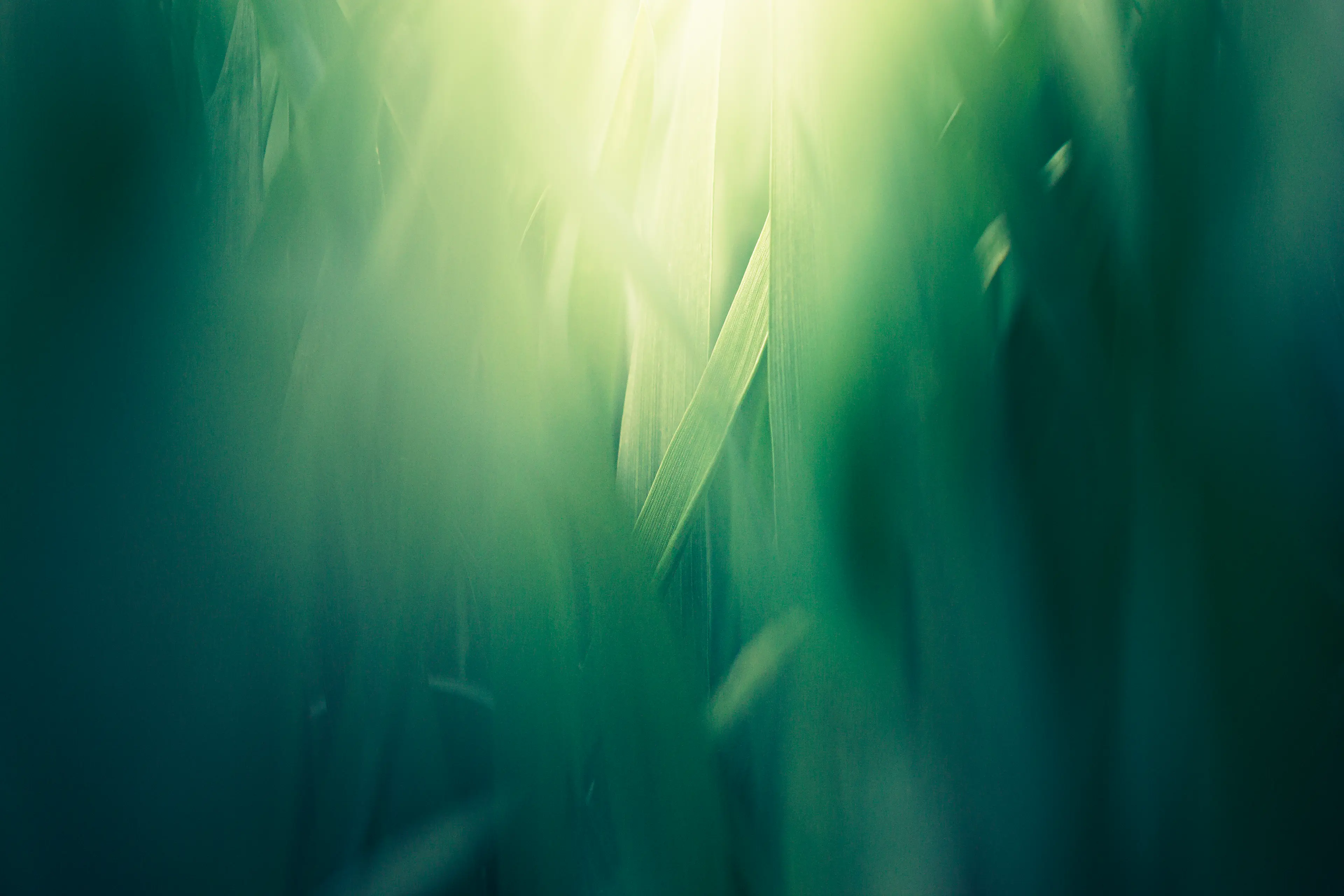 Lumière arrivant par le dessus sur des grandes herbes vertes en photo macro