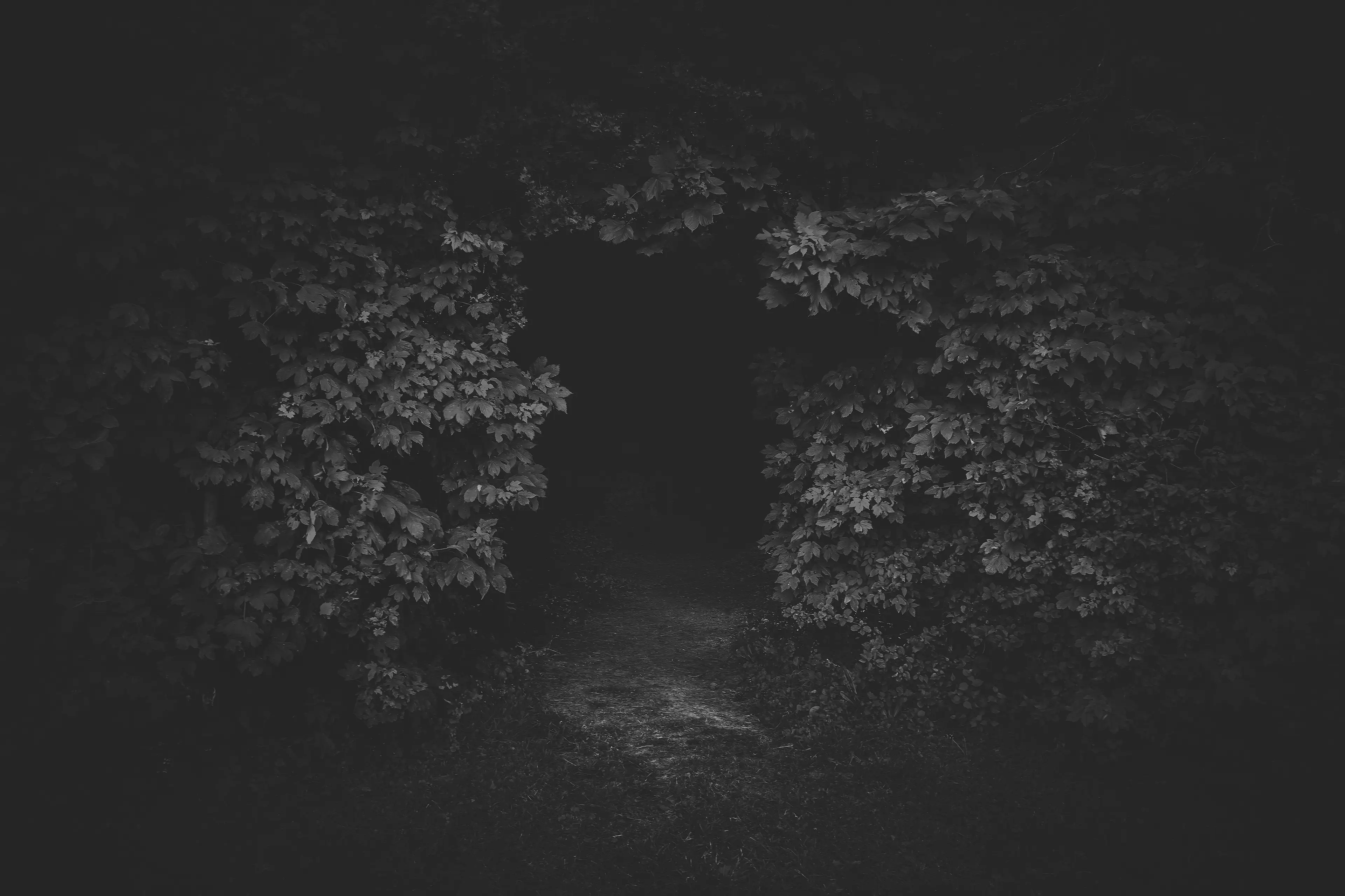 Entrée d'une forêt sombre en noir et blanc