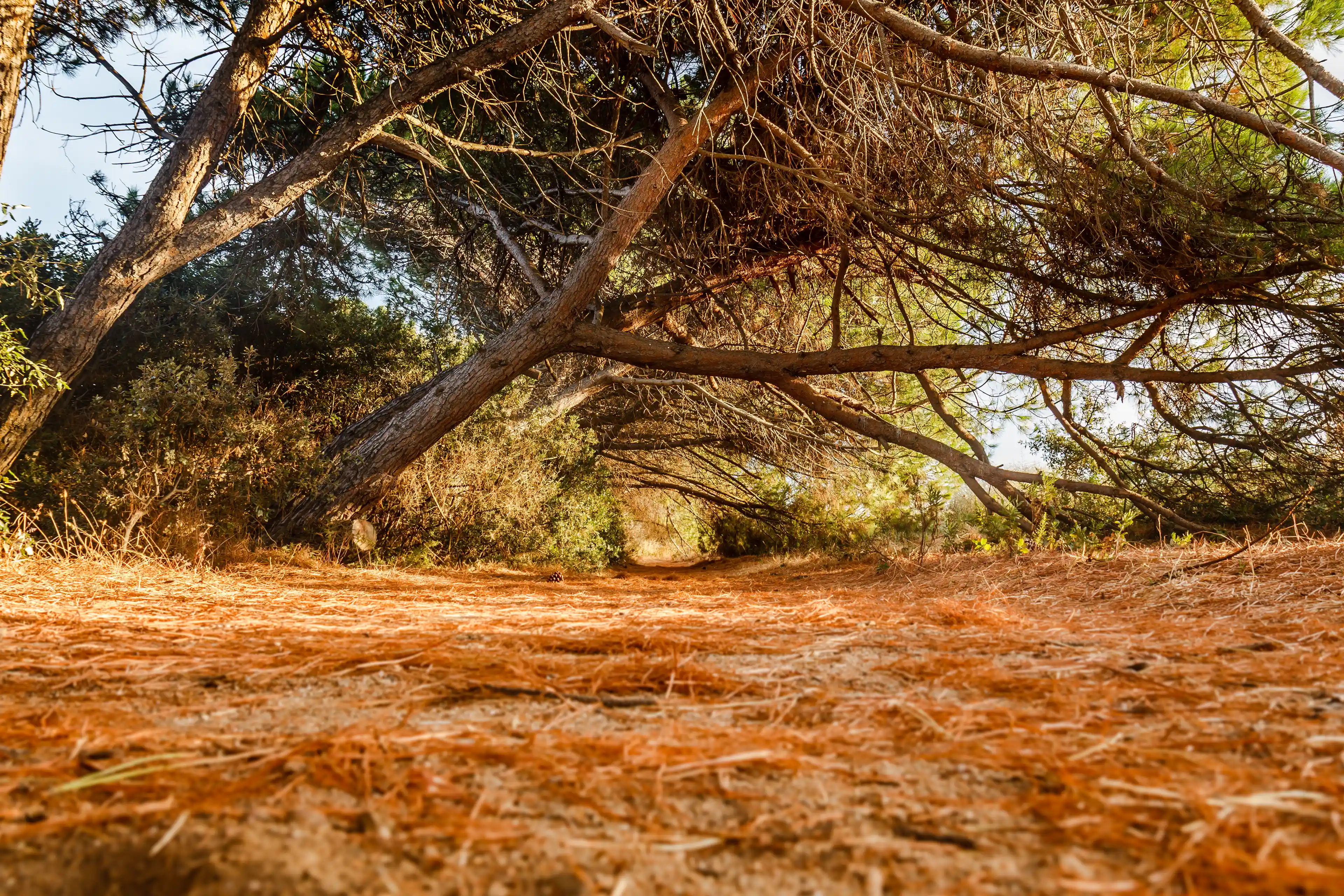 Sentier naturel couvert de feuilles de pin sèches avec des arbres arqués formant un tunnel