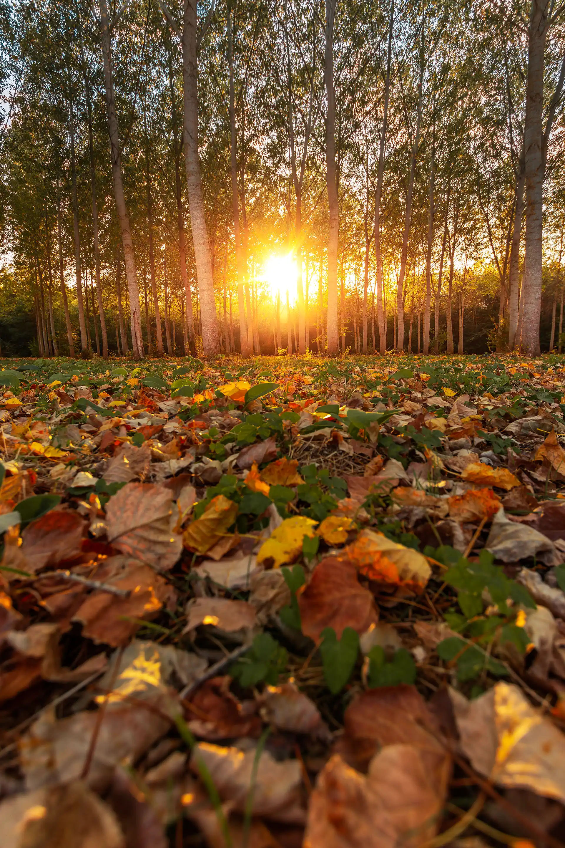 Coucher de soleil sur une forêt en automne en Côte d'Or