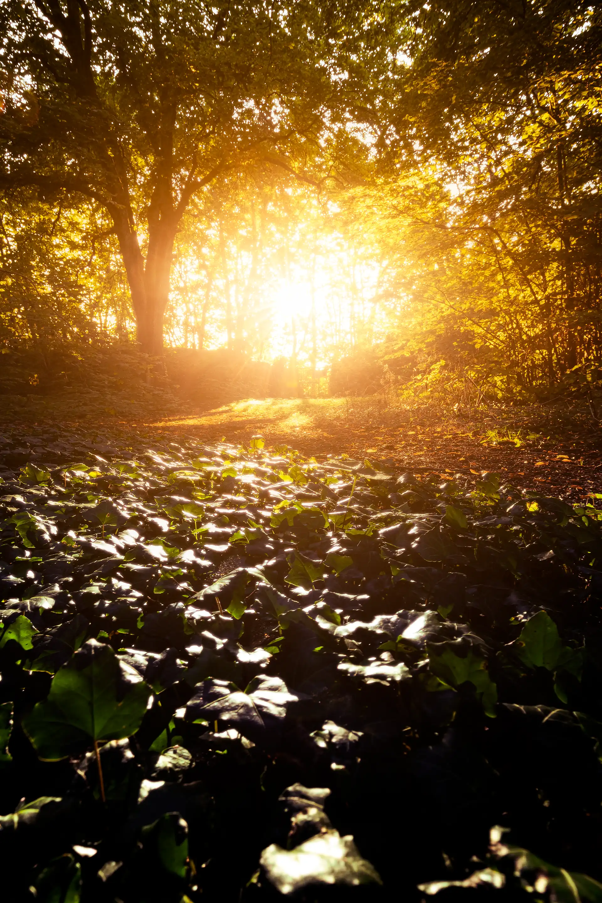 Coucher de soleil au travers des arbres dans un château abandonné en Côte d'Or
