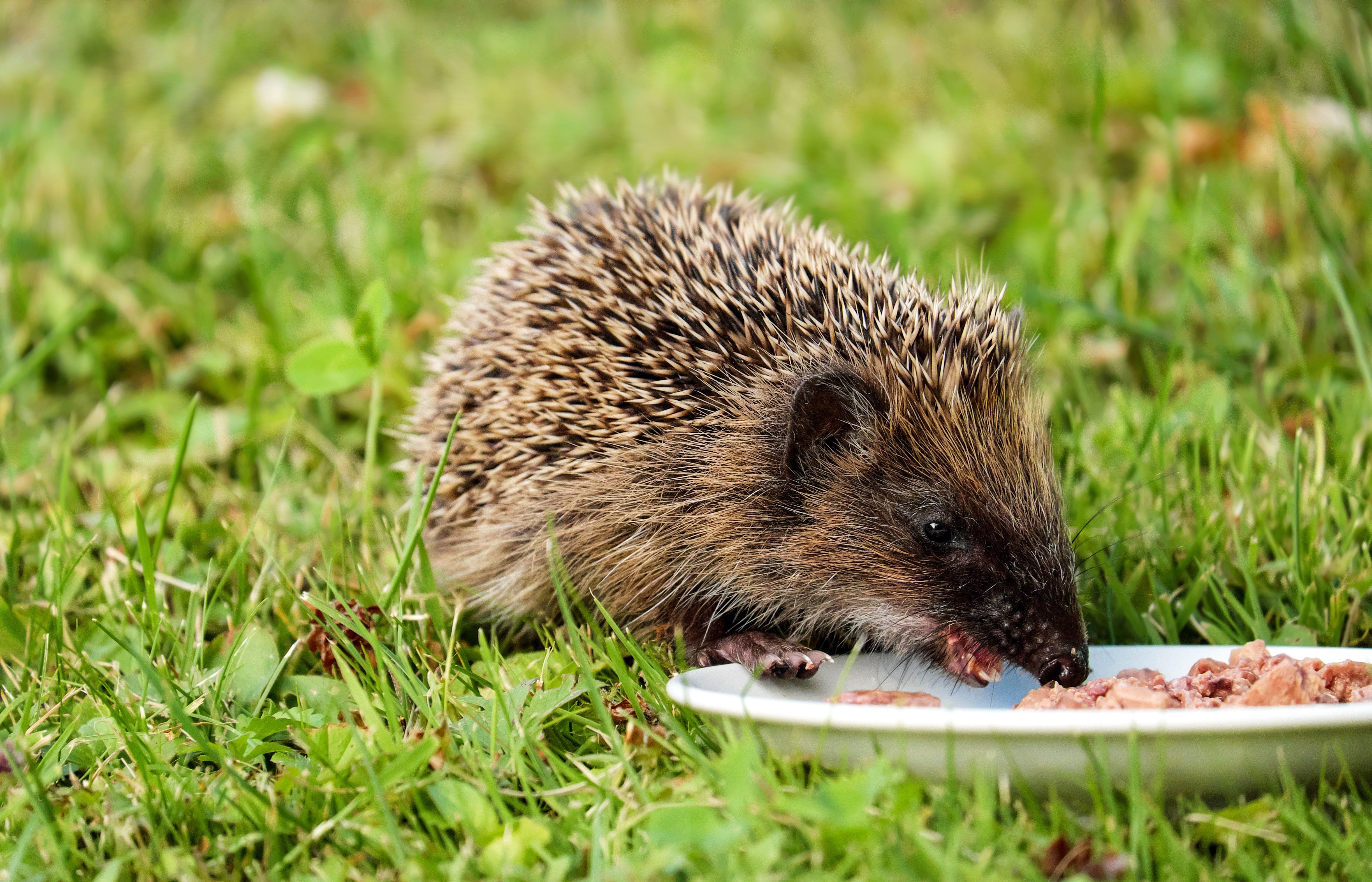 A hedgehog enjoying a meal on a grassy lawn, showcasing its spiny fur and natural habitat. – Pixabay