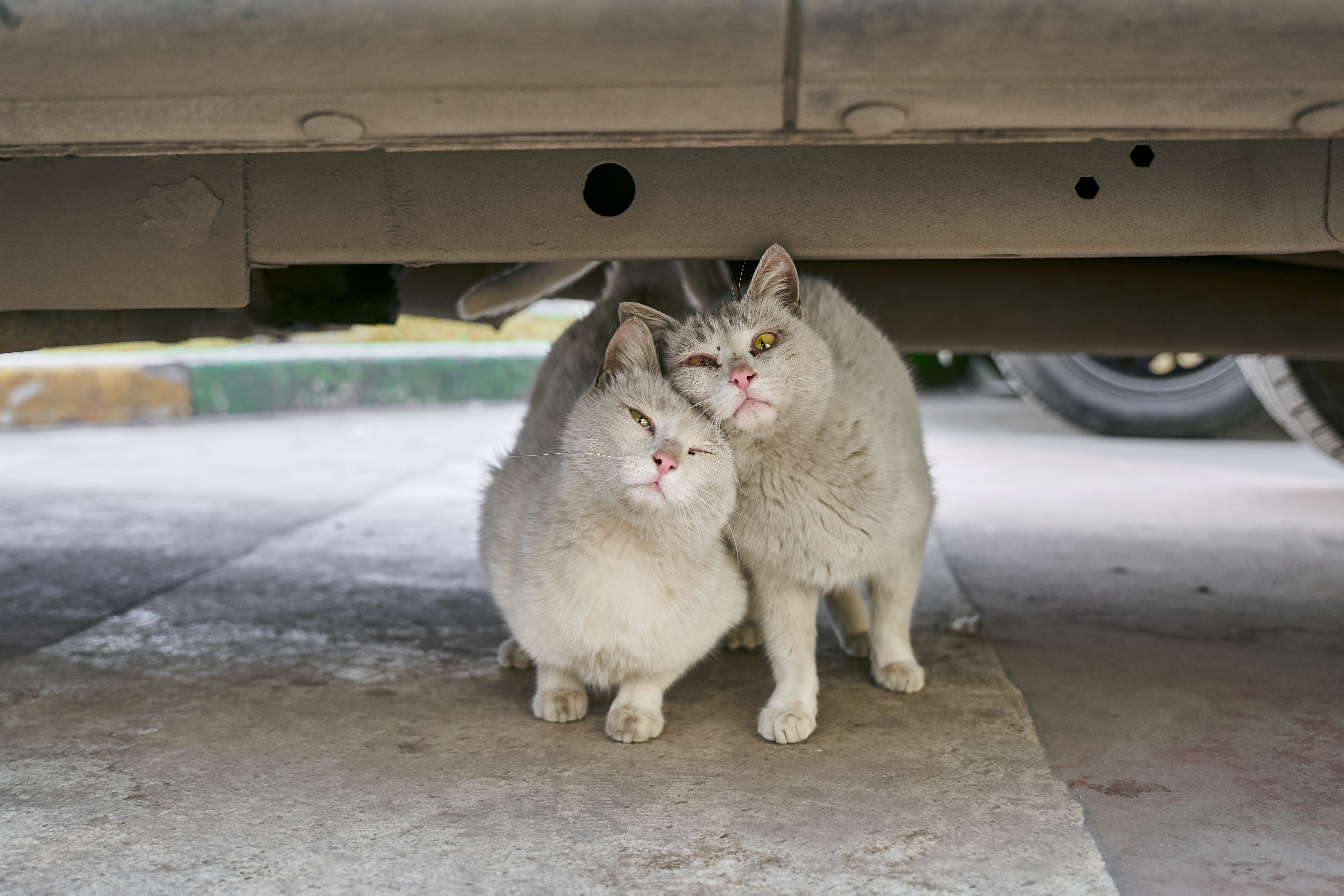 Two fluffy white cats affectionately lean on each other under a car, displaying a heartwarming feline friendship. – Aleksandr Nadyojin