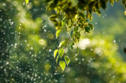 What is green noise?