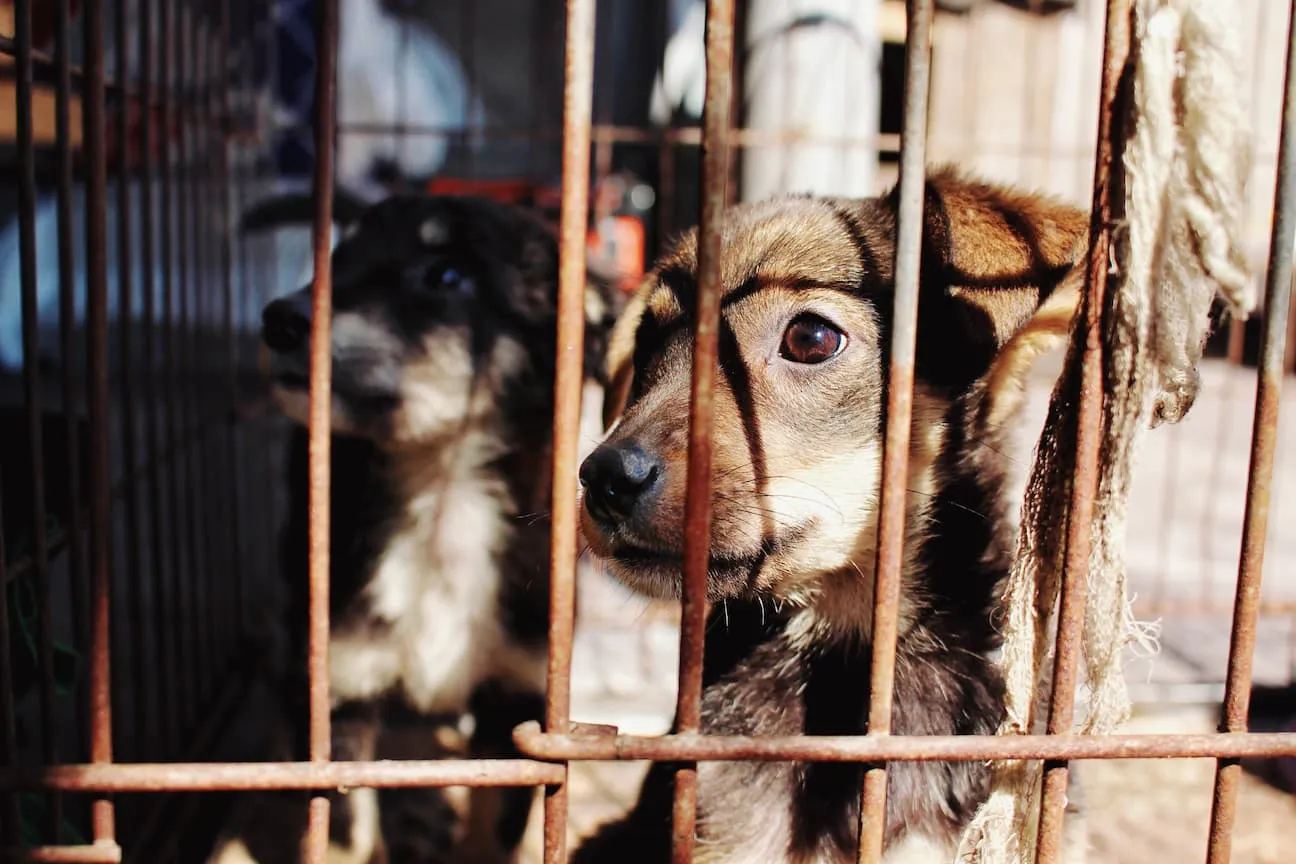 A puppy in a cage looking out