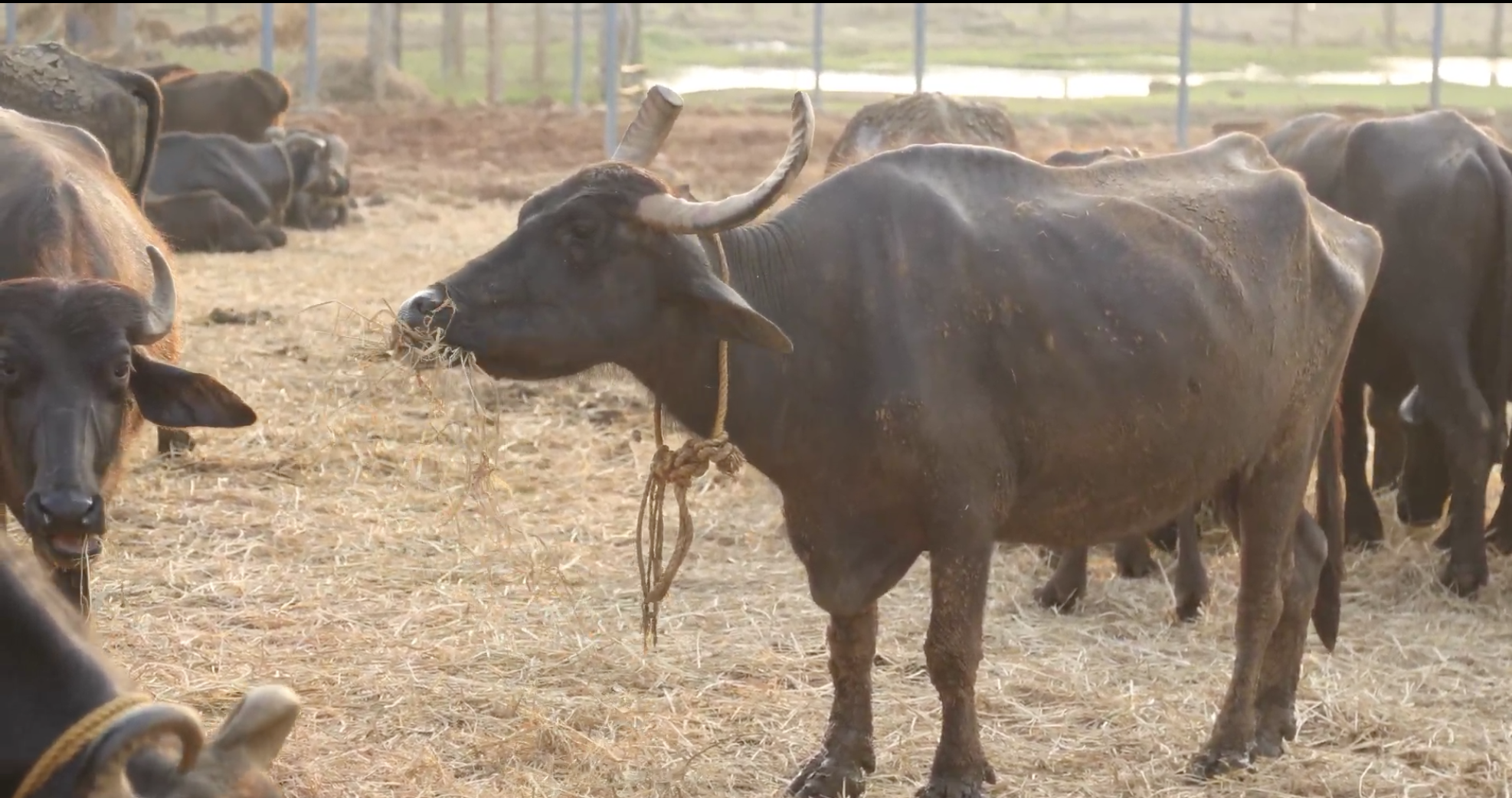 Rescued water buffalo eating hay at a grassroots animal-protection shelter in India