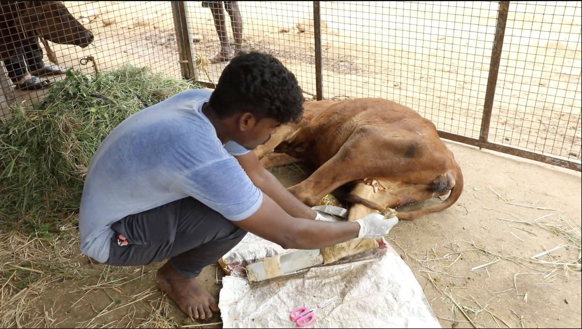 Caregiver providing treatment to Gauri, a rescued brown cow resting on straw at an animal-protection shelter in India
