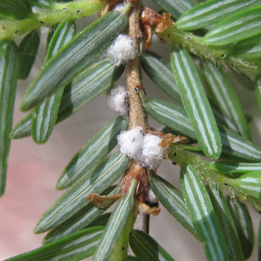 Best Practices for Hemlock Woolly Adelgid in the Nursery