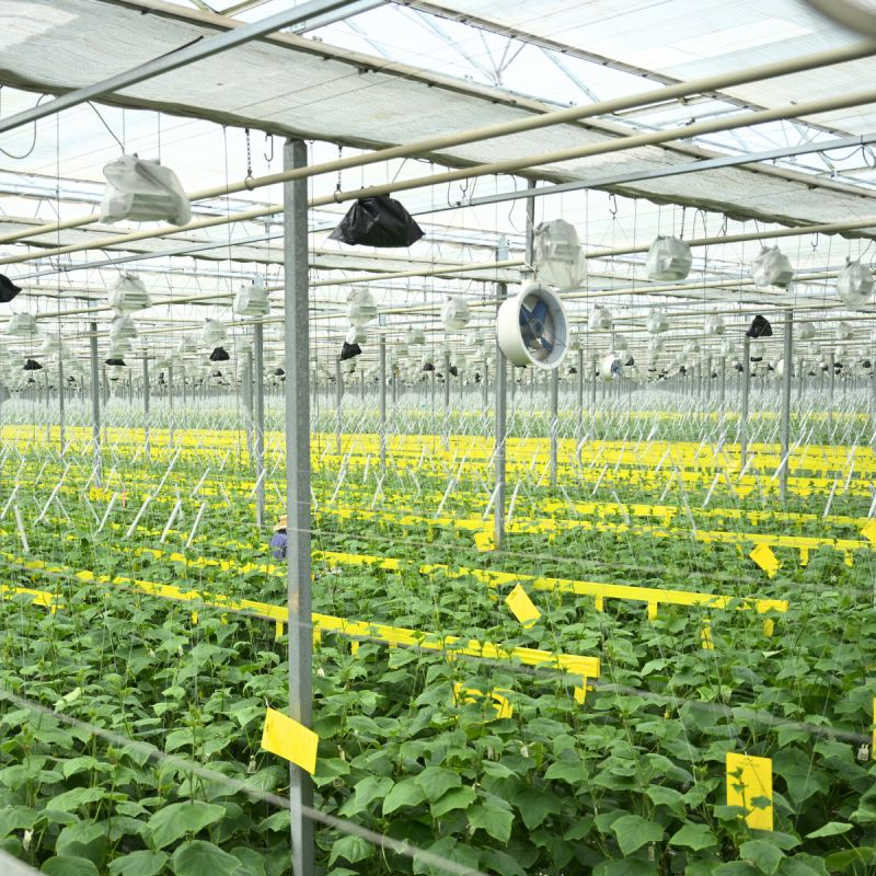 Research in Action for Ornamental Horticulture