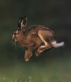 Carrot Venture Capital
