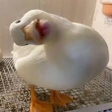 歪头鸭表情包示例2