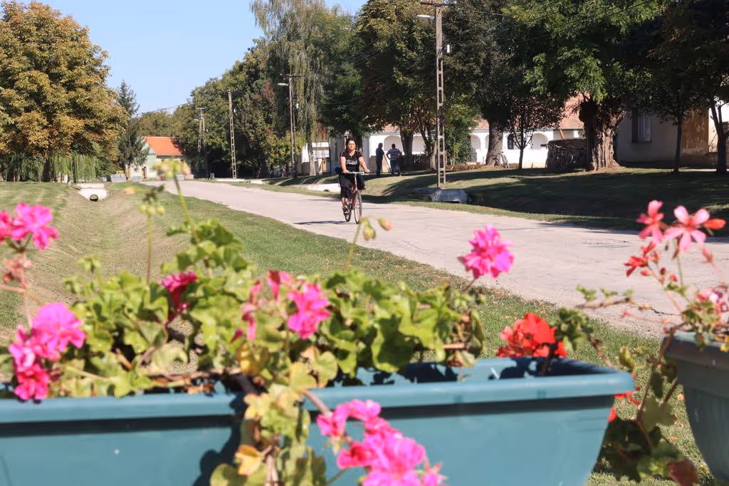 Drávacsehi virágos láda, kerékpározó helyi lakos