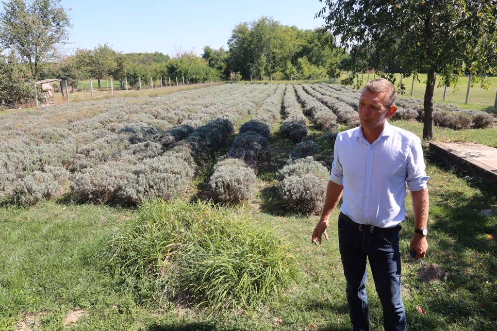 Németh Tamás polgármester a levendulás előtt