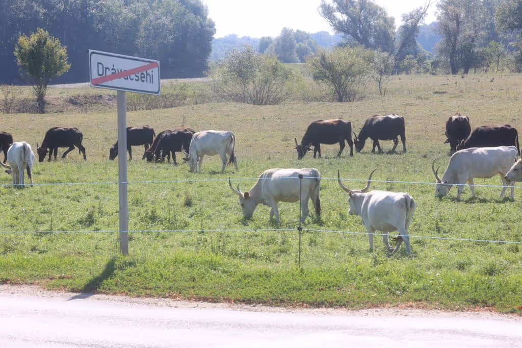 Magyar szarvasmarhák a Drávacsehi réten