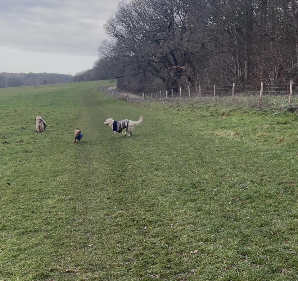 Three dogs enjoying some off-lead fun at Panshanger Park