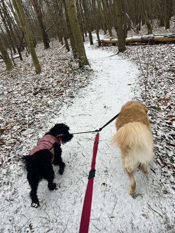 Two dogs walking through Panshanger Park in the snow