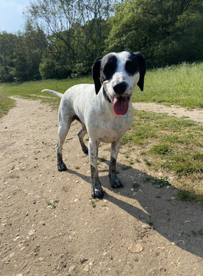 A dog named Poppy enjoying the Panshanger dog walk
