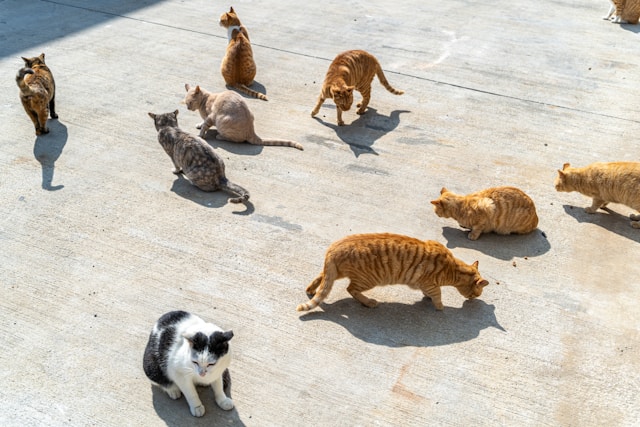 Kastration rettet Katzenleben 