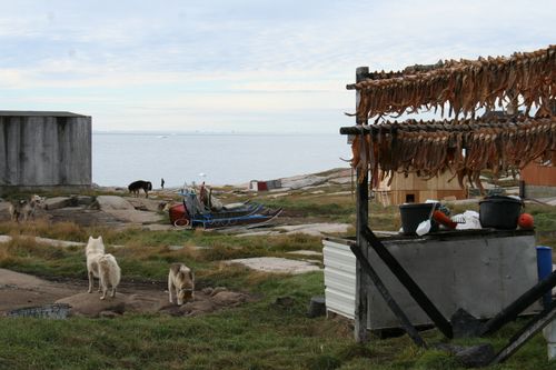 Svalbard, Faroe Islands & Greenland - Day 11