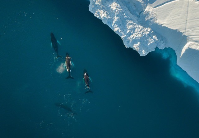 Svalbard, Faroe Islands & Greenland - Day 14