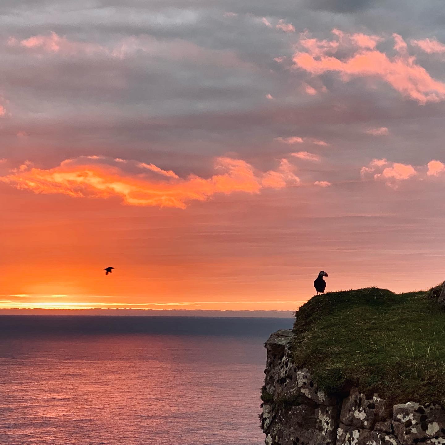 Winter Bird Safari to Mykines - Day 3
