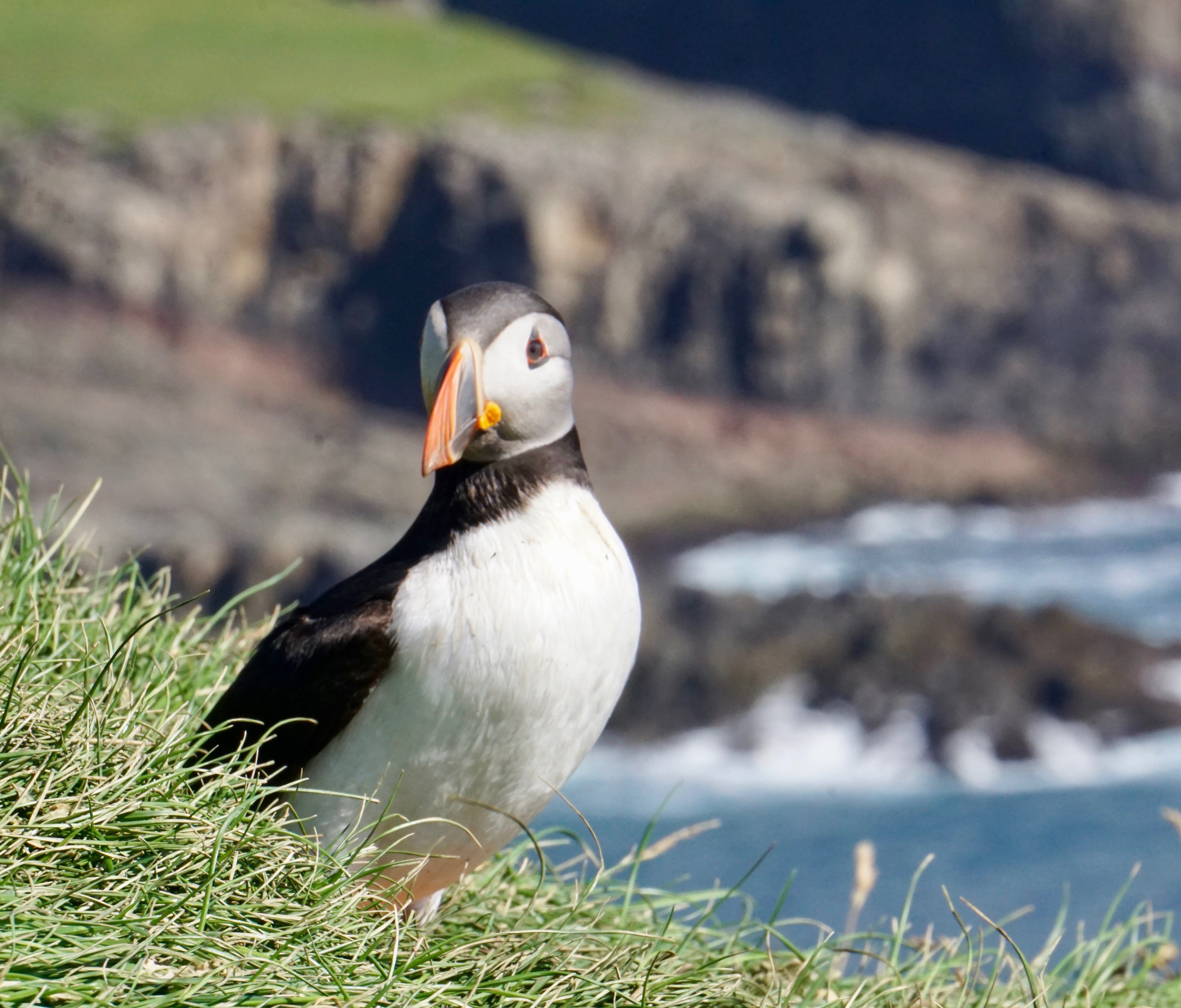 Puffin Safari Around Nólsoy