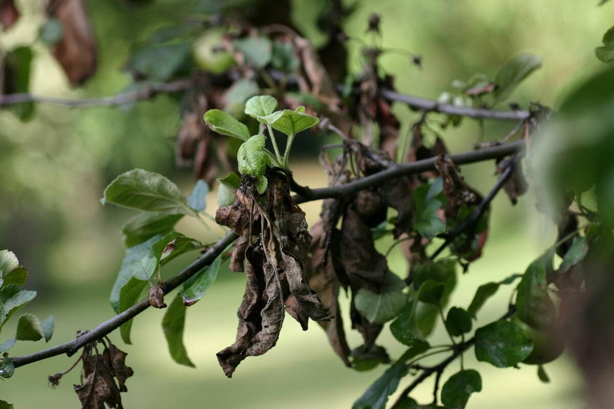 A tree with signs of fire blight.