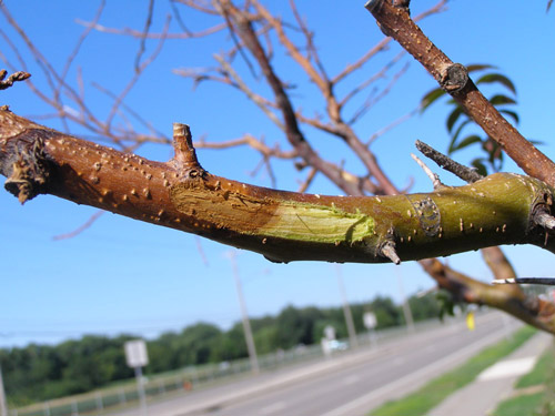Fire blight on tree bark.